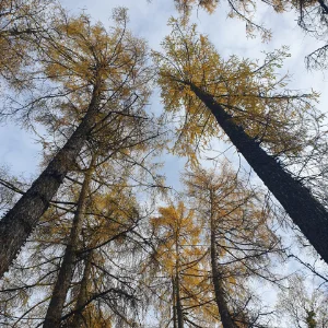 Naturaufnahme im Sonnenlicht zur Verdeutlichung von Achtsamkeit und Ruhe bei Sonnenkind Yoga in Schwenningen.
