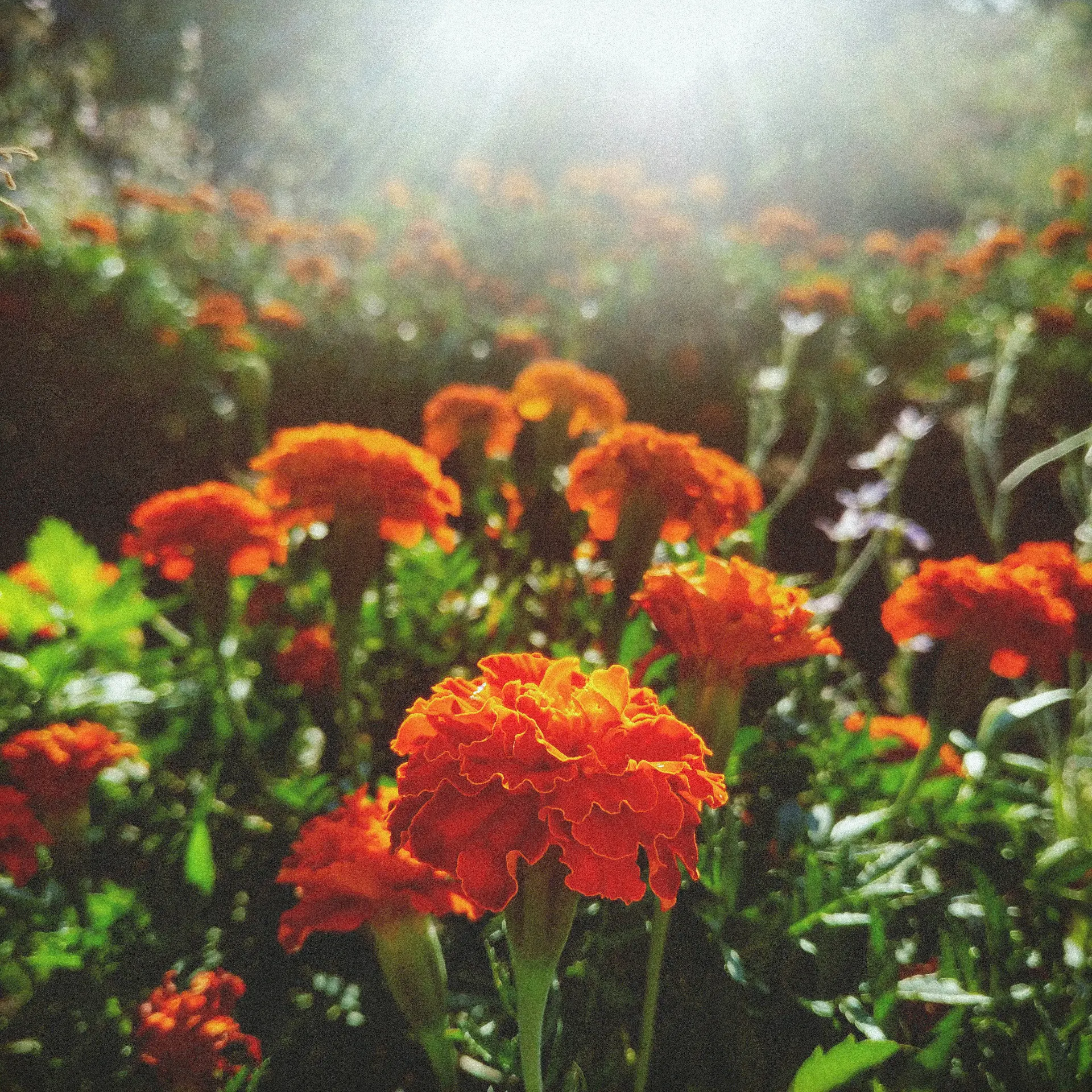 Blumenwiese im weichen Licht für Fragen zu Hatha- und Senioren-Yoga von Sonnenkind Yoga.