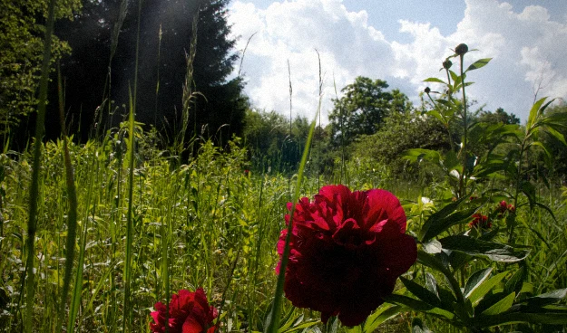 Eine blühende rote Pfingstrose auf einer wilden, sonnigen Sommerwiese vor einer Baumkulisse.